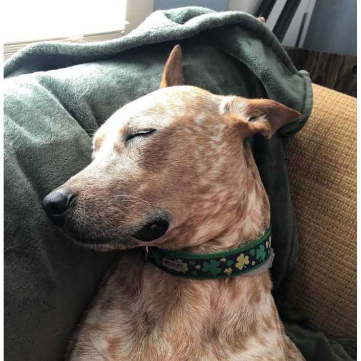 Dog Collar V615