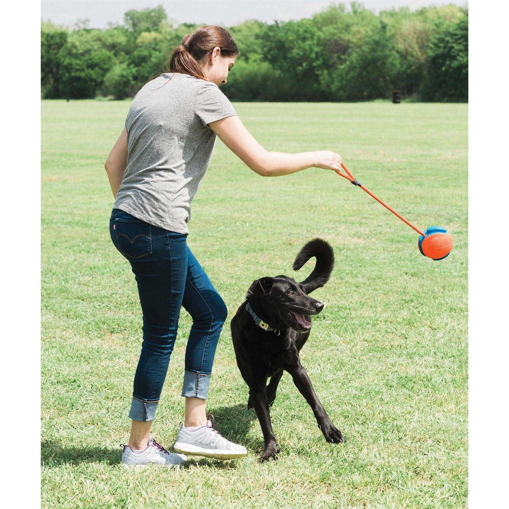 Dog Disc O3856