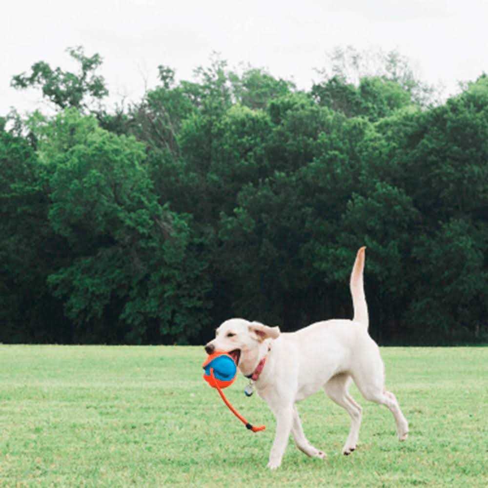 Dog Disc O3856