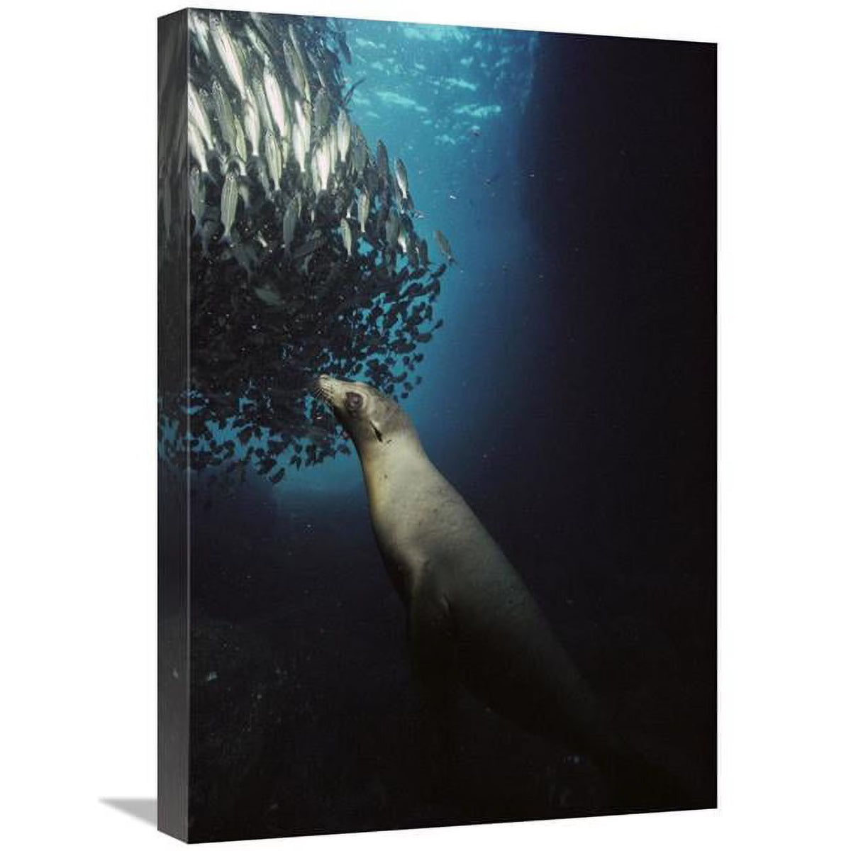 Galapagos Sea Lion Pup Fishing Amid School of Striped Snapper Art Print N288710