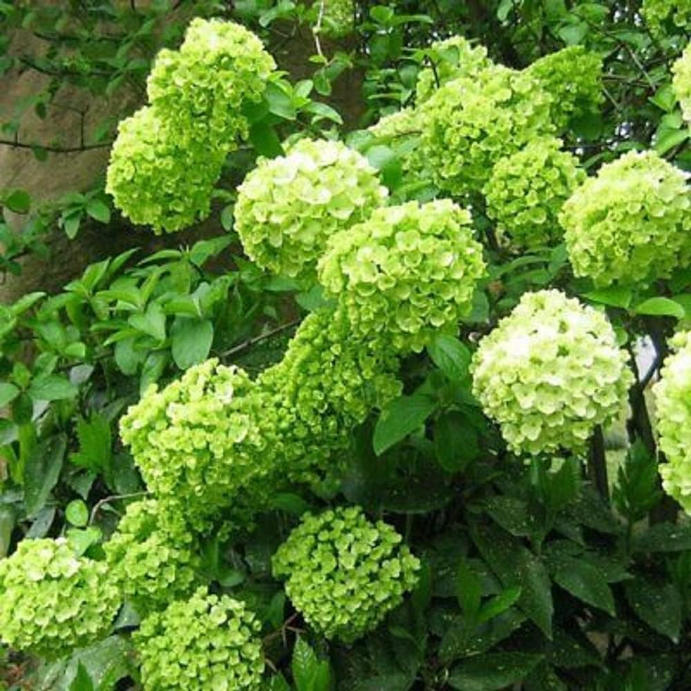 5 Limelight Hydrangea Seeds Perennial Hardy Garden Shrub G7376