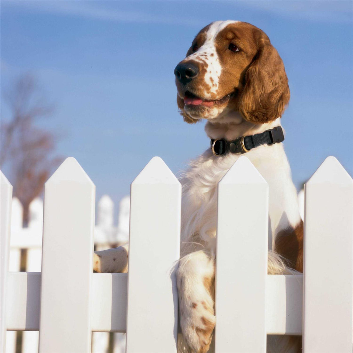Break-Away Dog Collar E975866