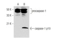 Caspase-1 Antibody U546