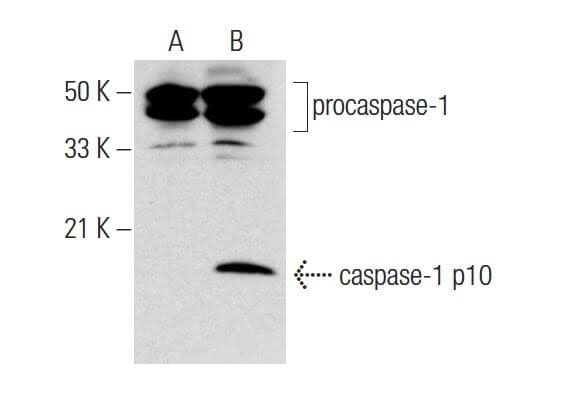 Caspase-1 Antibody U546