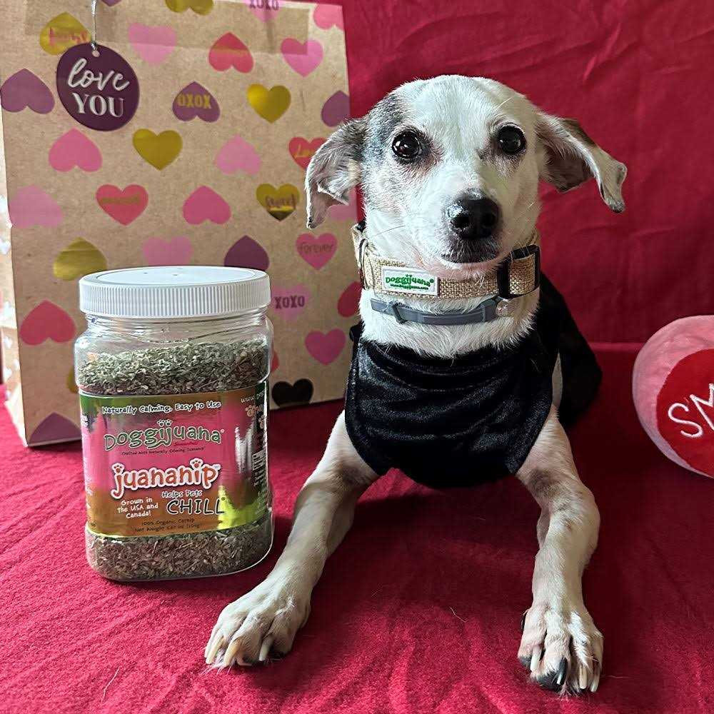 3.67-oz jar Pet Supplies P1687