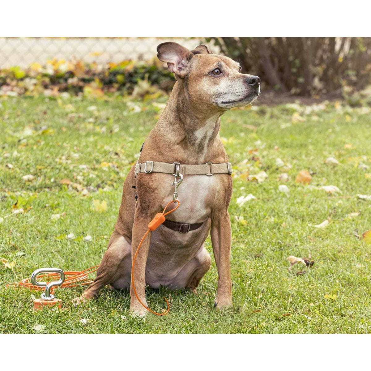Tie-Out Cables for Dogs up to 100 Feet N927936