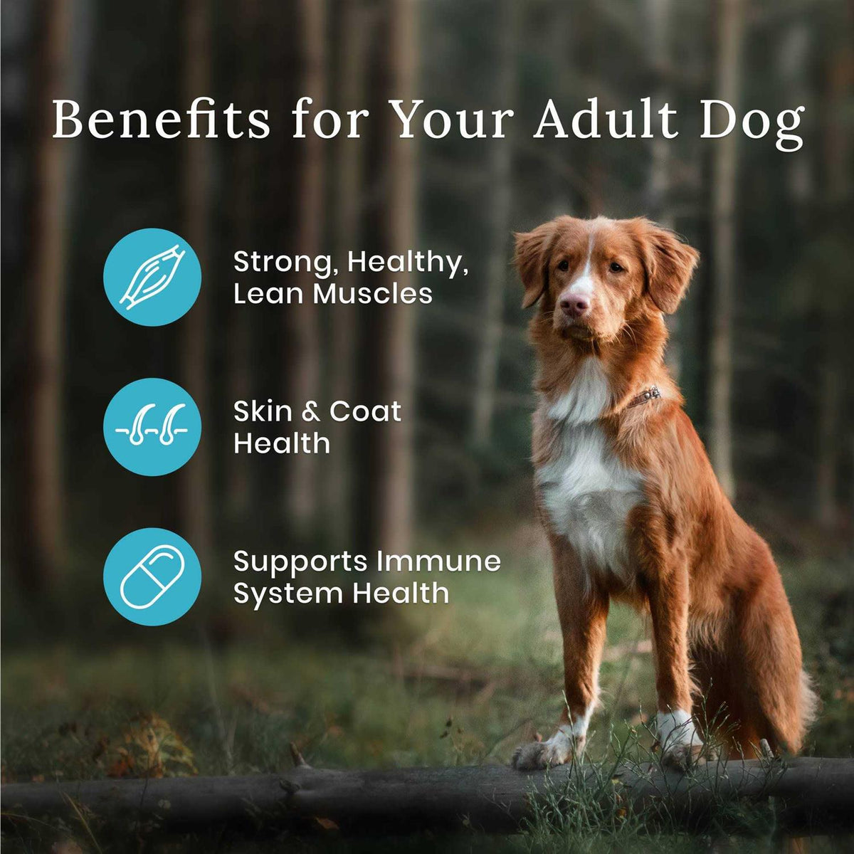 Dog Food T5784